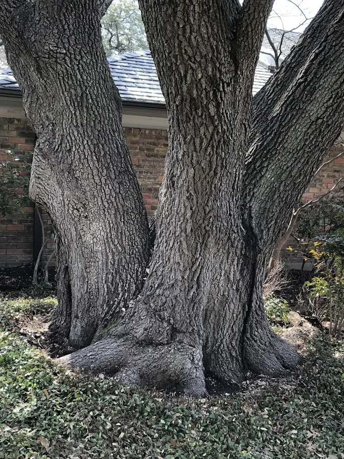 Mature heritage tree close to a Waynesburg property cared for by certified arborists